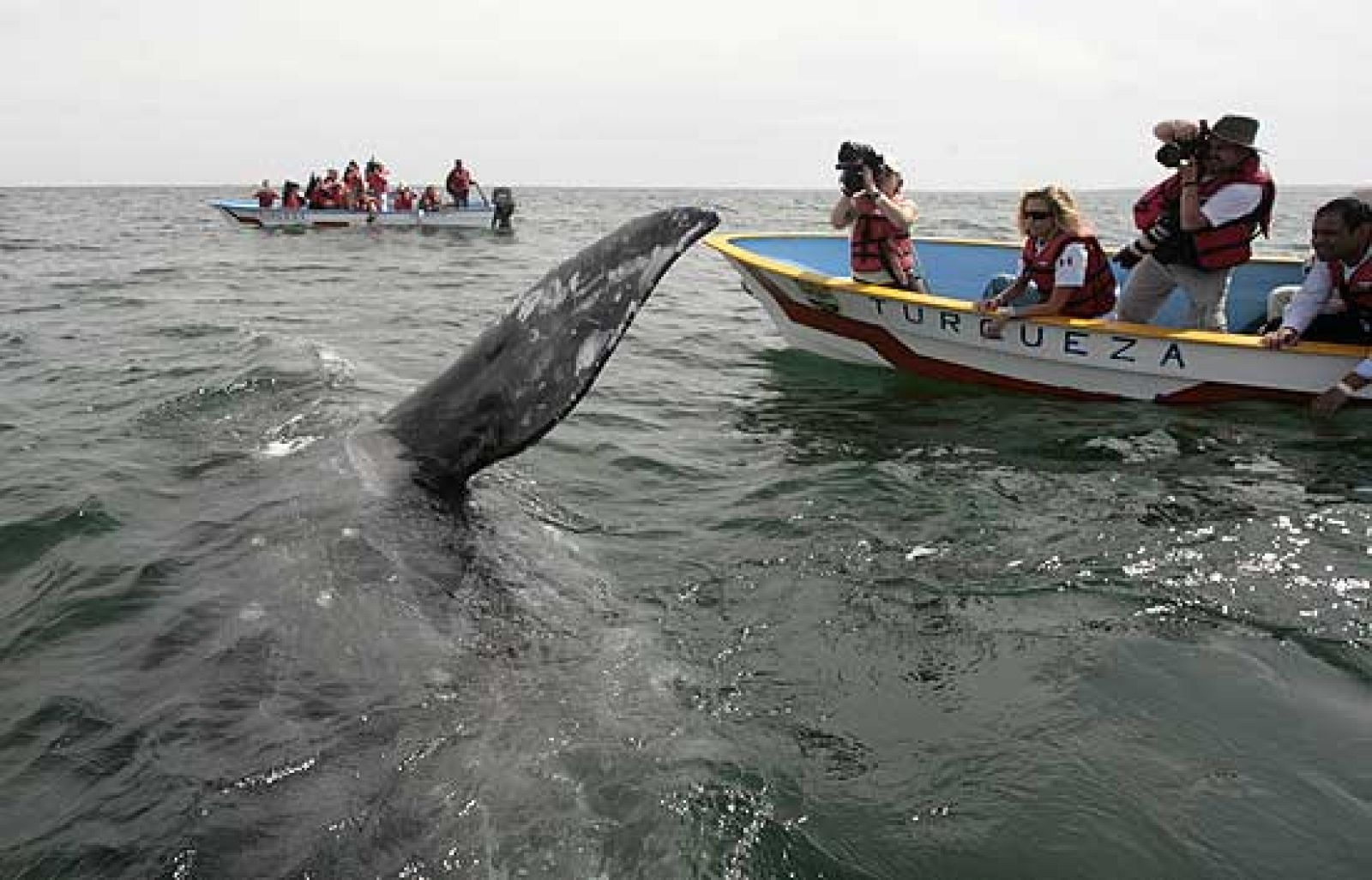 Las ballenas amenazadas por el cambio climático y el narcotráfico - Ciencia y tecnología en Rtve.es | Ver