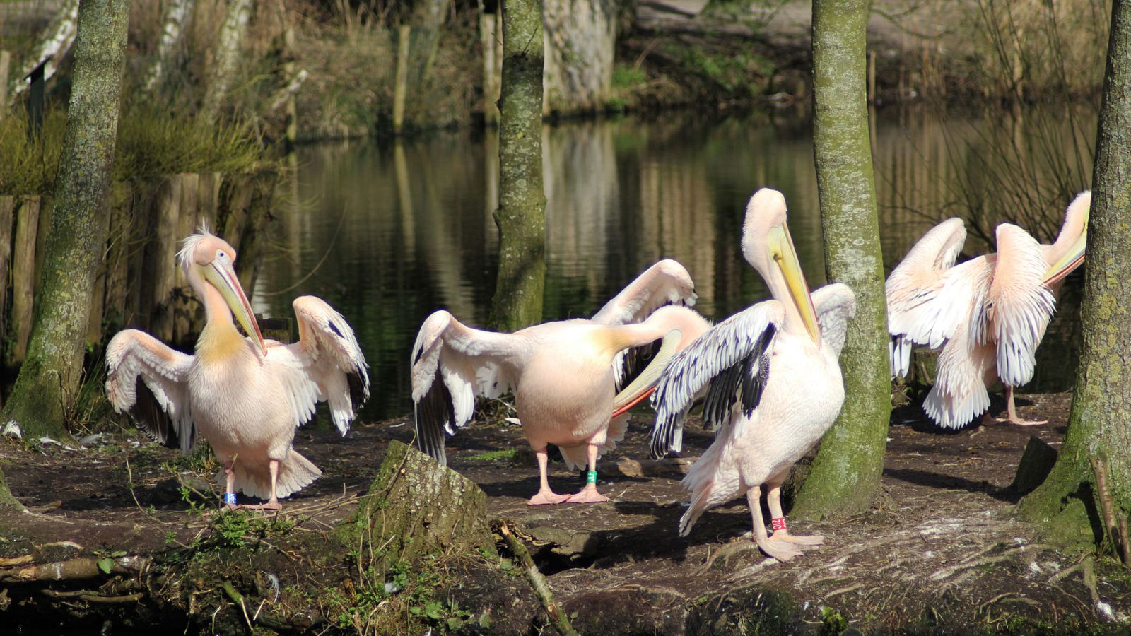 Grandes documentales - Holanda salvaje: El delta viviente - ver ahora