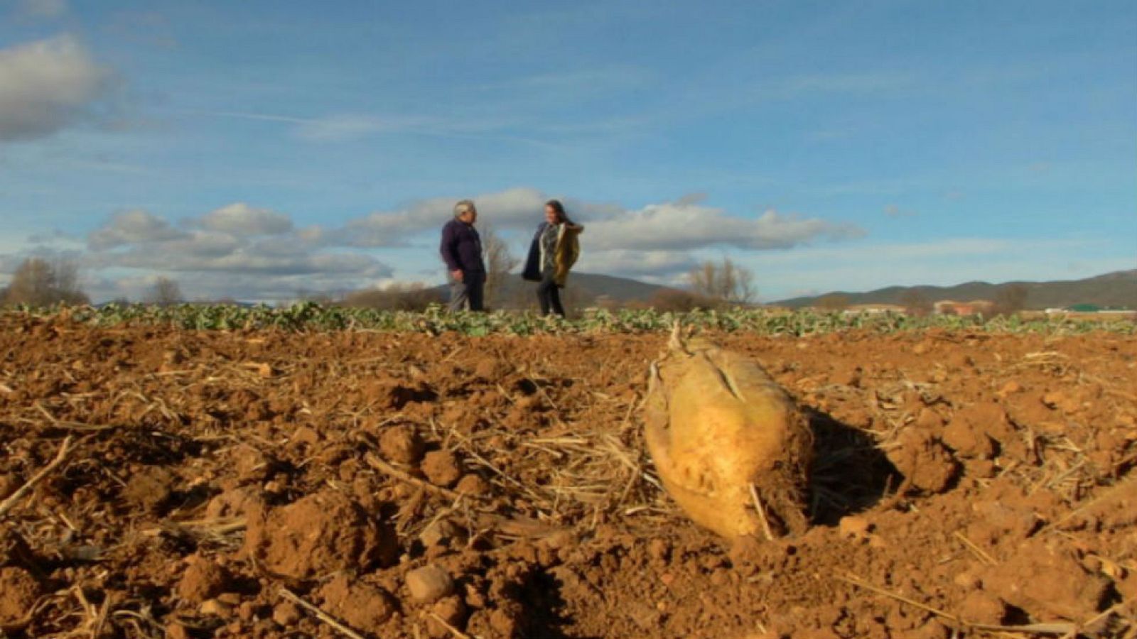 El famoso nabo de Mainar