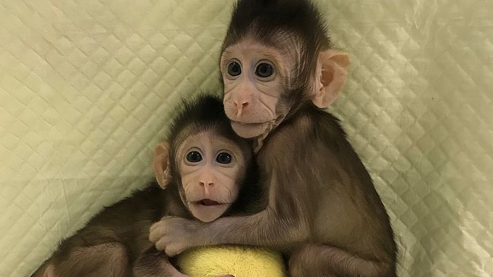 Telediario 1 - Científicos chinos clonan a dos monos con misma técnica usada para la oveja Dolly