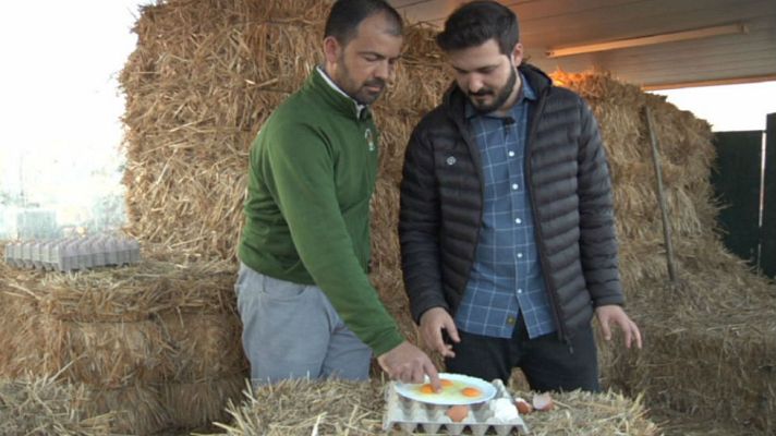 Aquí la Tierra - La dieta de las gallinas ecológicas