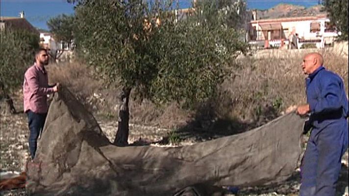 España Directo - España Directo - 25/01/18