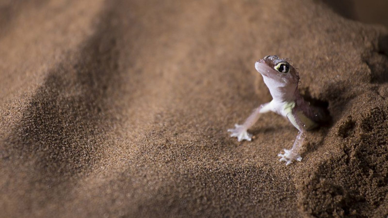Otros documentales - Planeta Tierra II: Desiertos - ver ahora