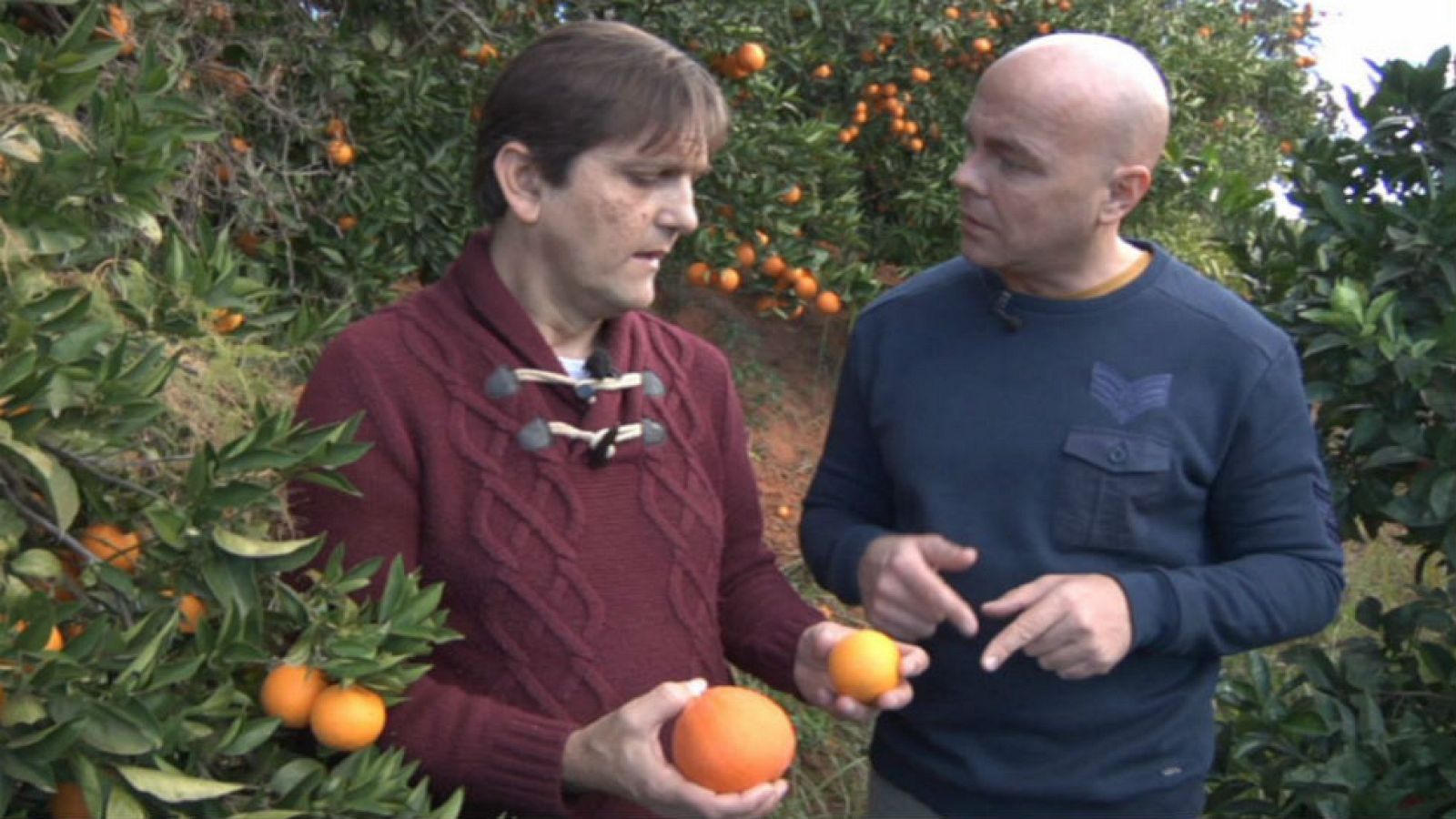 Naranja blanca, ¿cuáles son sus propiedades?