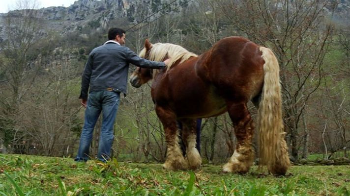 Aquí la Tierra - Un caballo al que no puedes dejar de mirar