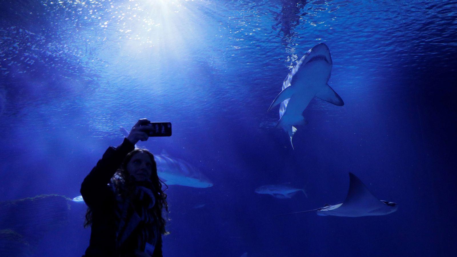 Sensores instalados en tiburones permitirán explorar los océanos a un nivel desconocido