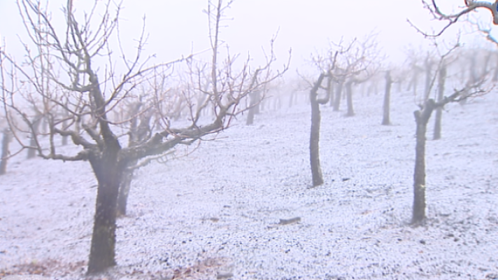 Telecanarias - Telecanarias 2 - 29/01/2018