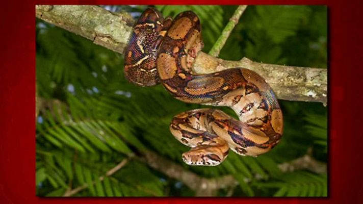 Saber y ganar - Saber y ganar - 31/01/18