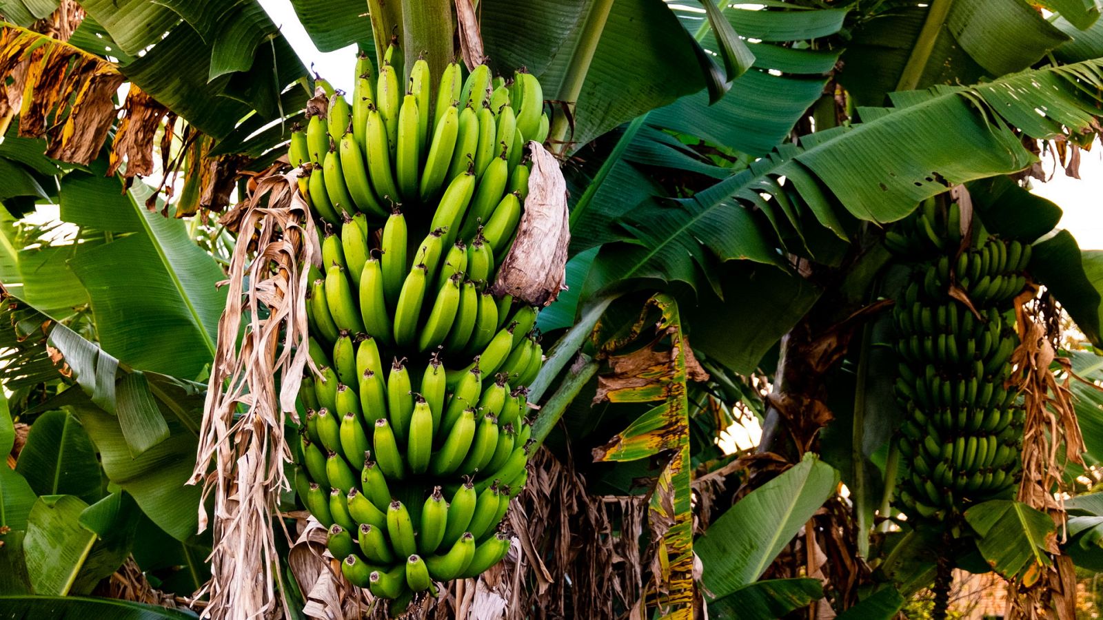 Otros documentales - Comida al descubierto: Plátanos, la carne planta y las patatas fritas verdes - ver ahora