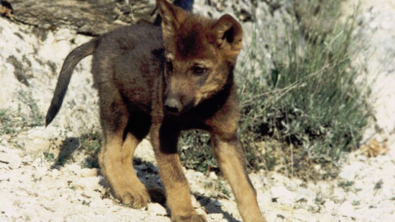 Informe semanal - Aullando con lobos