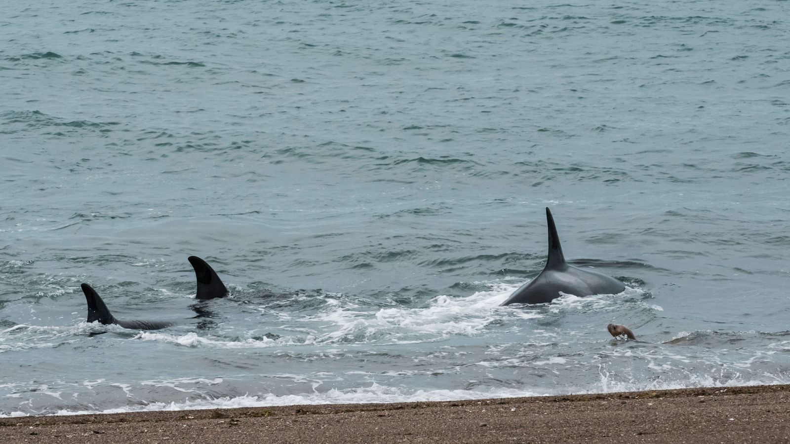 Grandes documentales - Supervivencia extrema: La caza - ver ahora