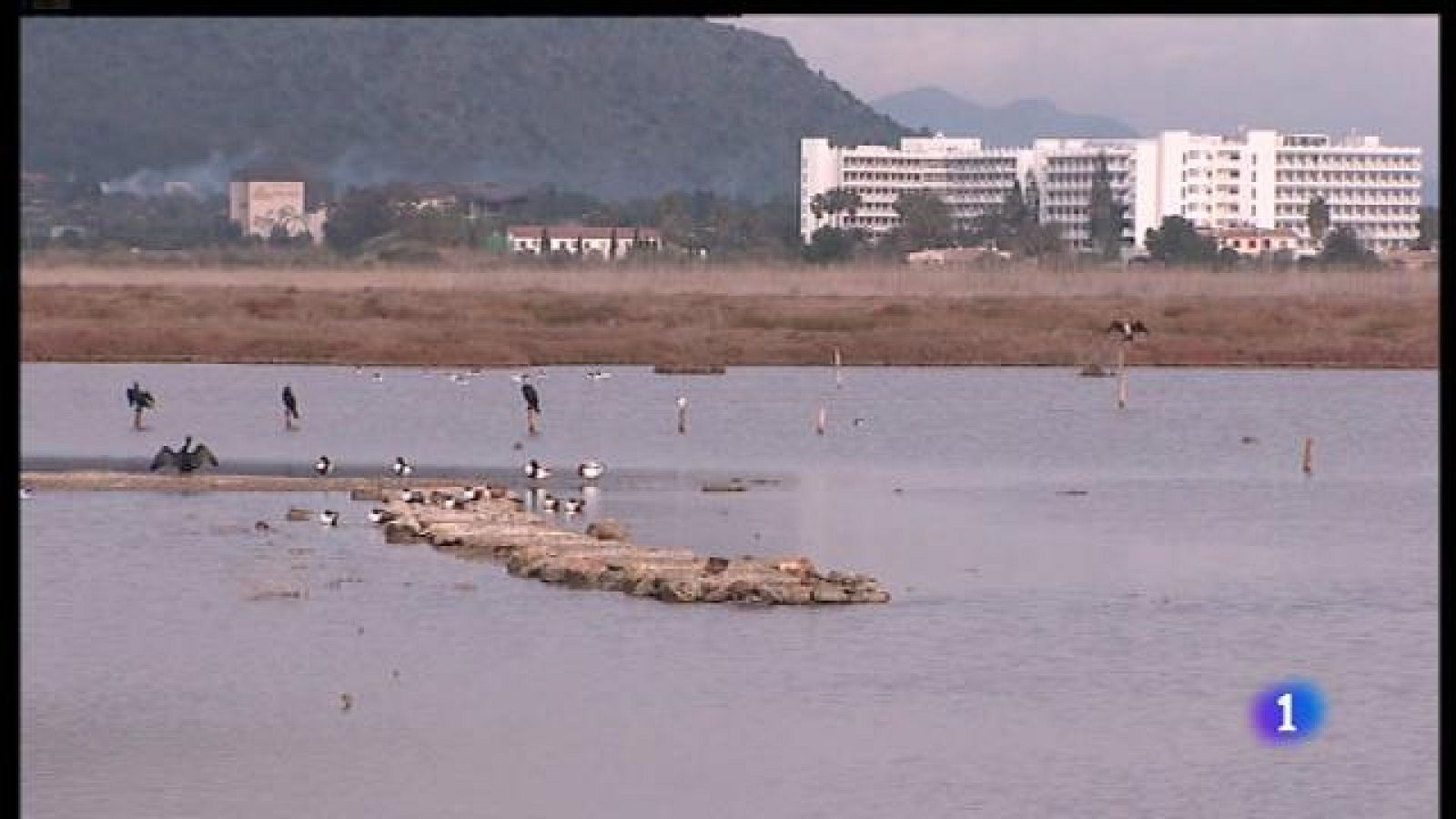 Dia de les zones humides: l'Albufera de Mallorca en perill.