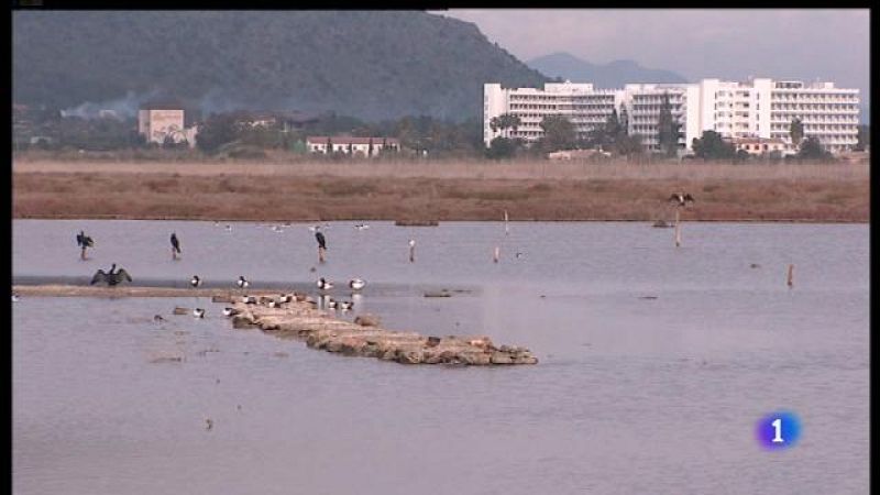 Dia de les zones humides: l'Albufera de Mallorca en perill.