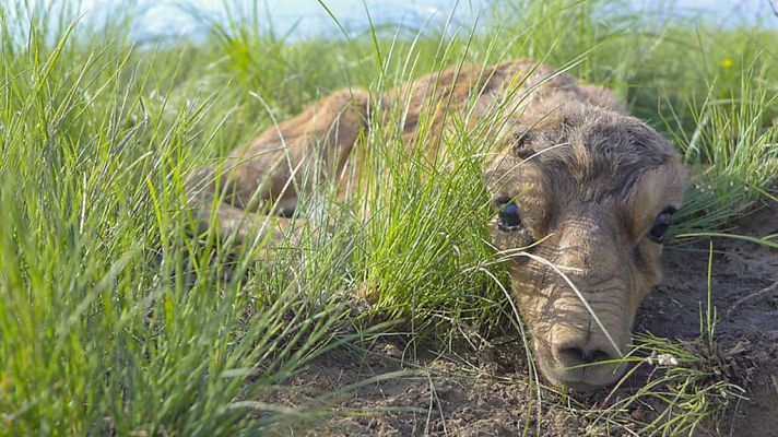 Otros documentales - Planeta Tierra II: Praderas