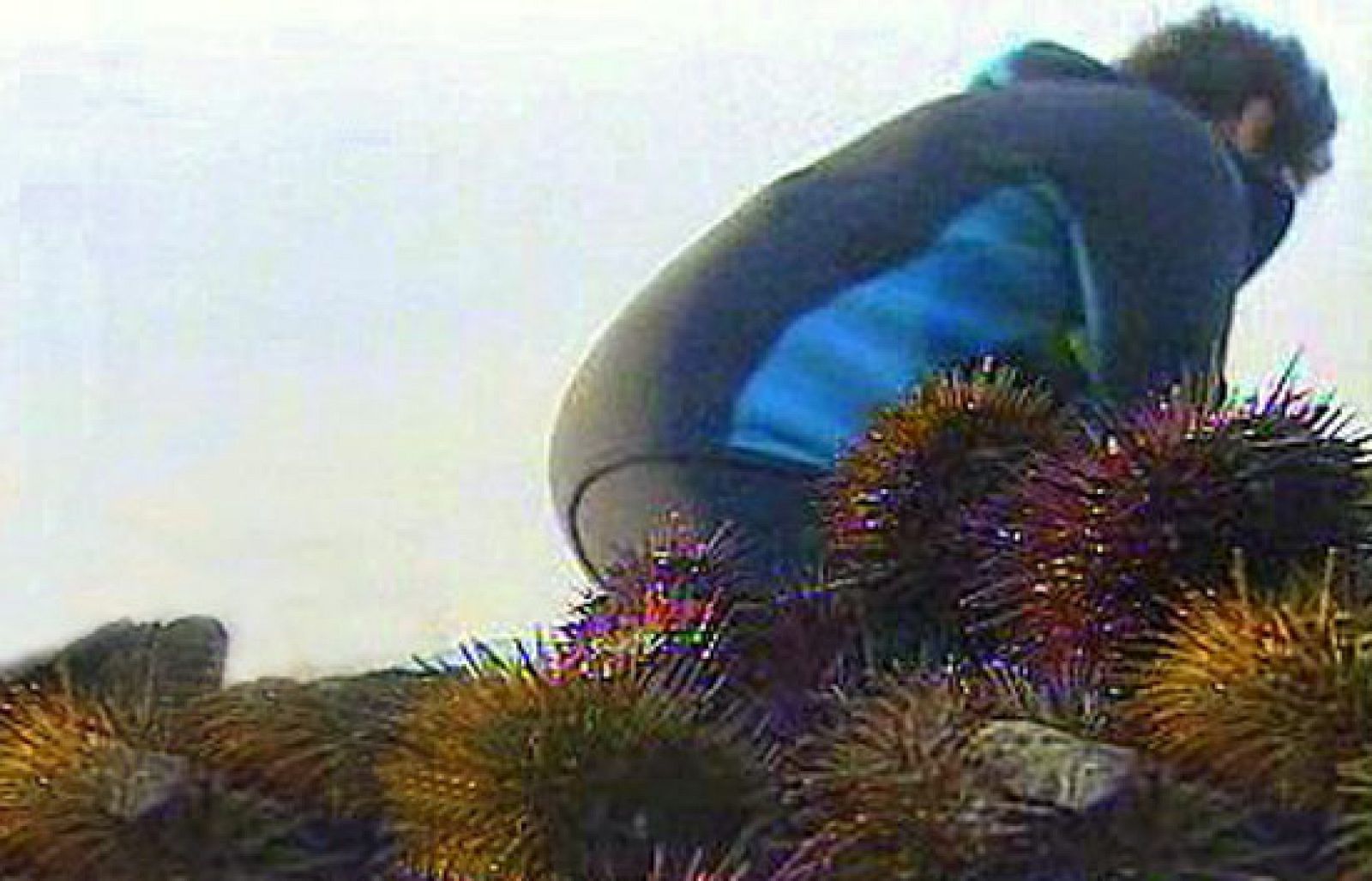 España Directo - Así se cogen los erizos | Ver