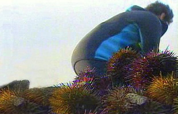 España Directo - Así se cogen los erizos