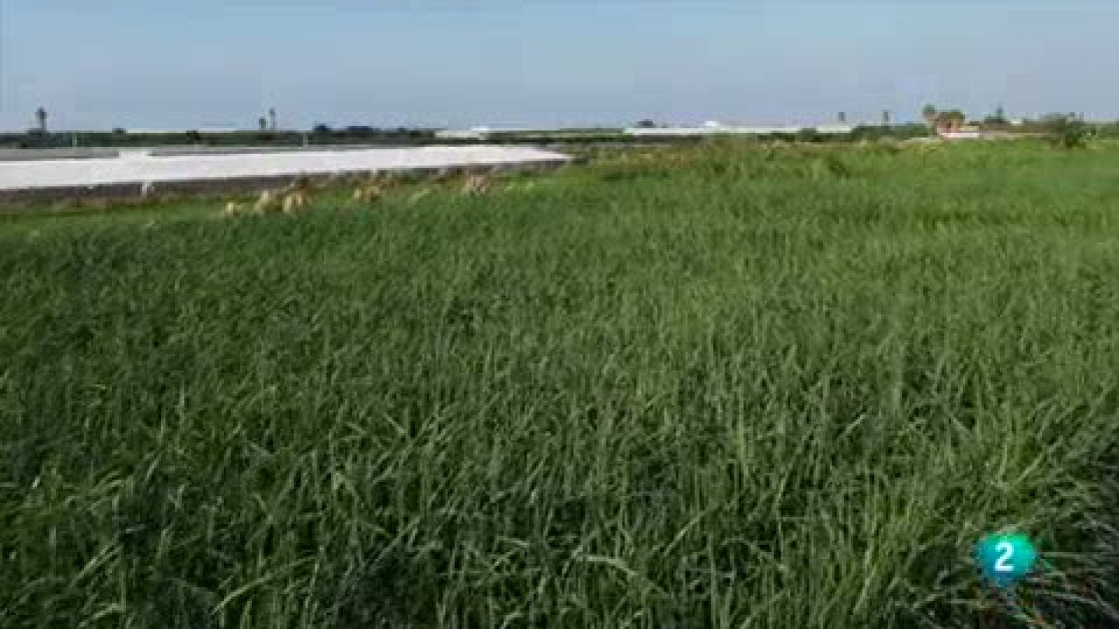 Las Rutas Capone - Roberto corta caña de azúcar