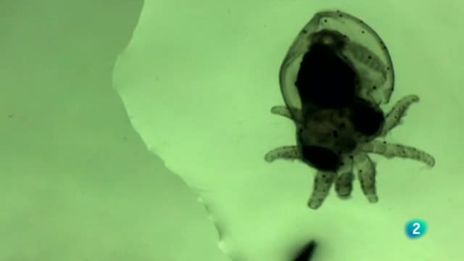 LABORATORIO DE IDEAS PULPO