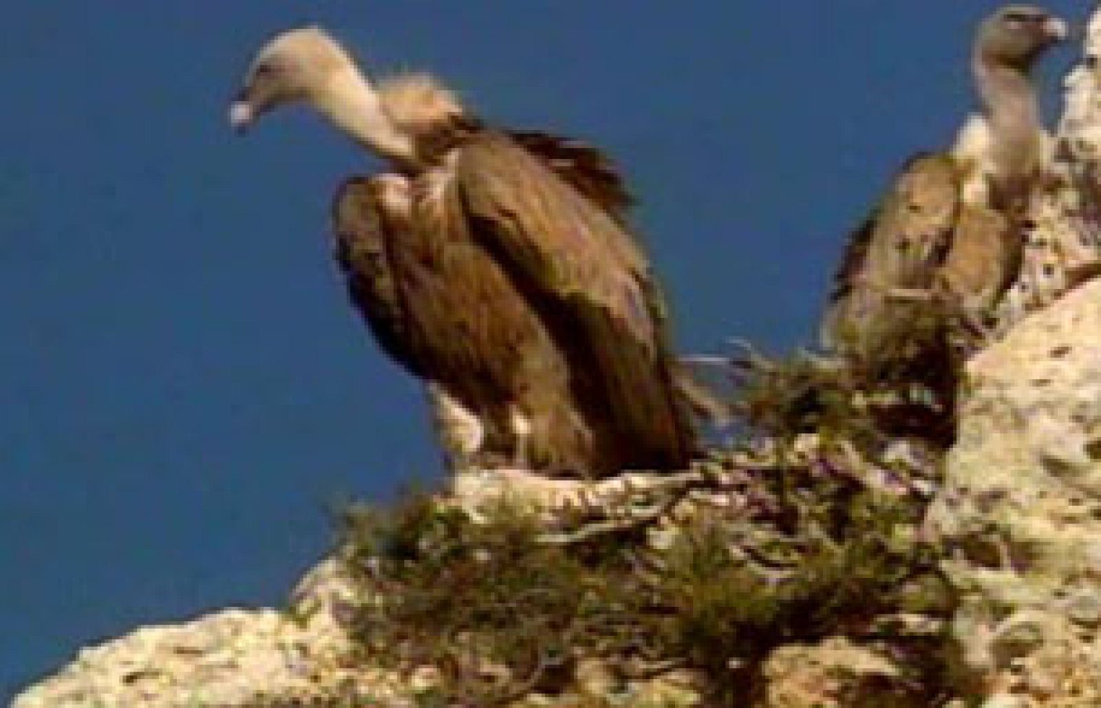 Inauguración en 1974 del refugio de aves rapaces de Montejo de la Vega - Fue noticia en el Archivo de RTVE | Ver