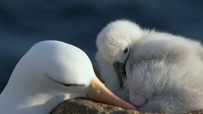 Grandes documentales - Supervivencia extrema: Nacidos para ser libres