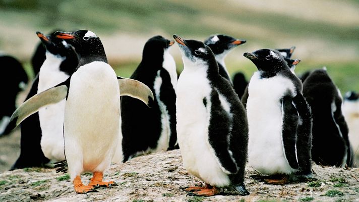 Grandes documentales - Supervivencia extrema: Atracción animal