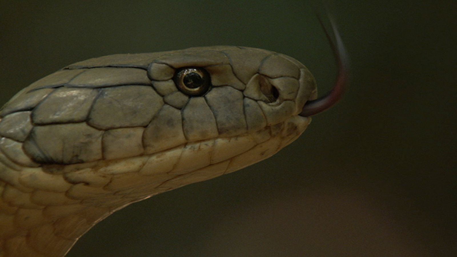 Grandes documentales  - Supervivencia extrema: Mordeduras mortales - ver ahora