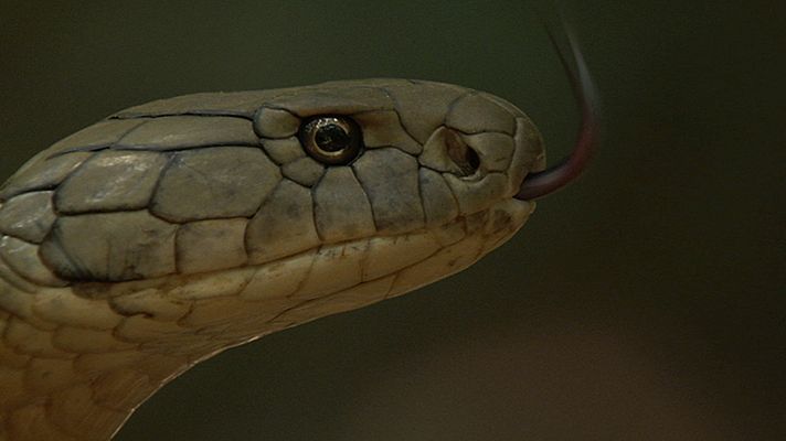 Grandes documentales - Supervivencia extrema: Mordeduras mortales