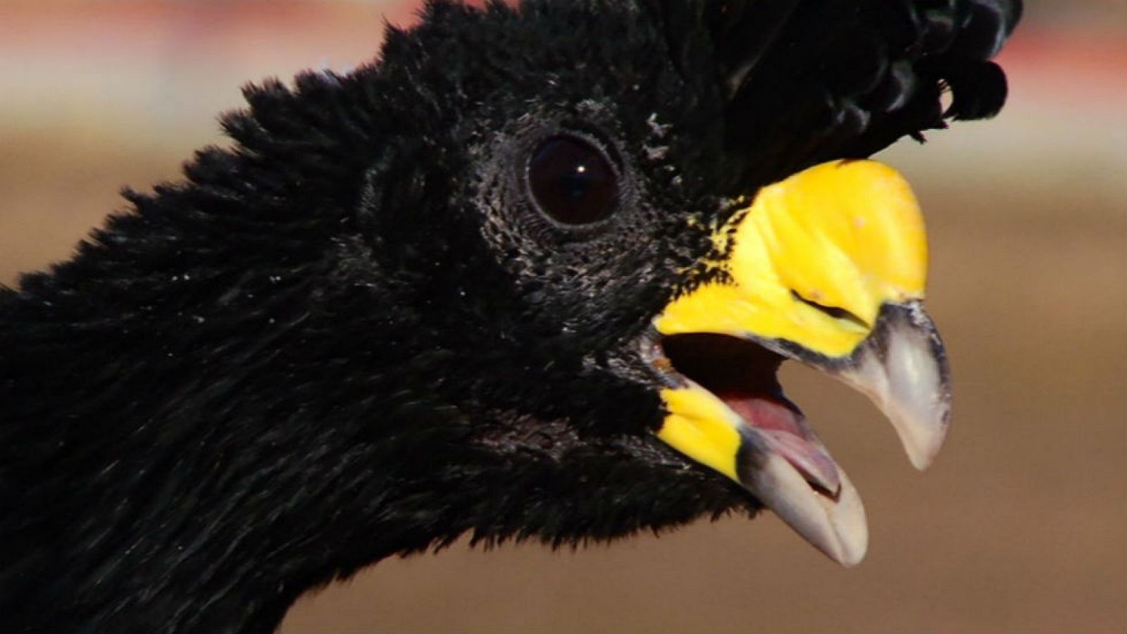 Crácidos, animales sorprendentes