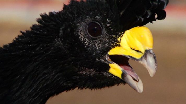 Aquí la Tierra - Crácidos, animales sorprendentes