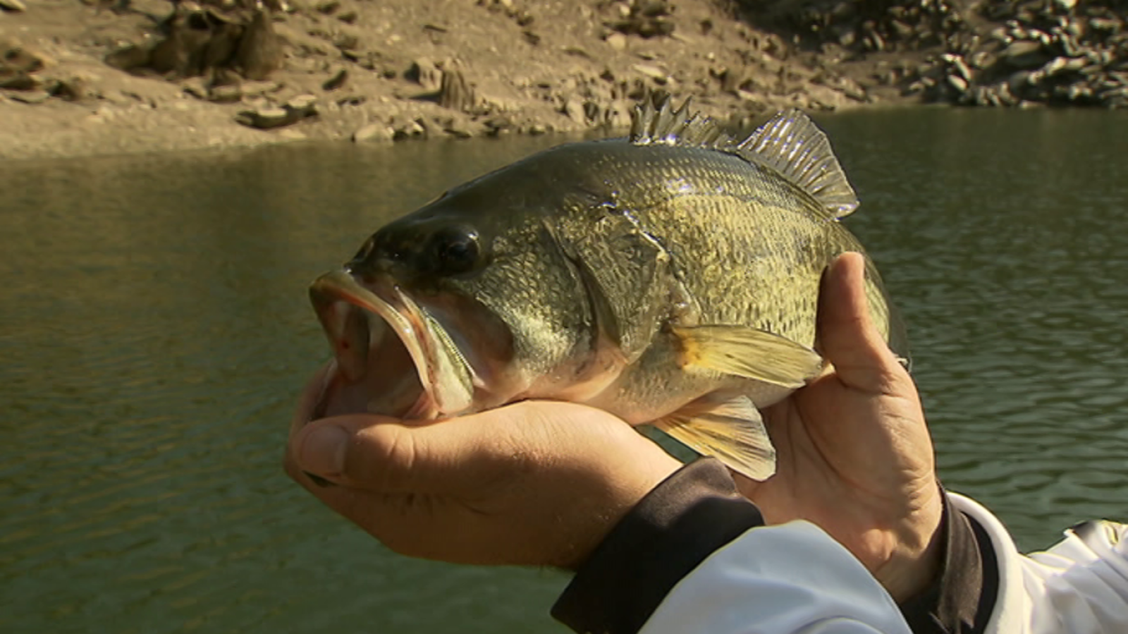 Jara y sedal - Los basses de Alcántara - ver ahora