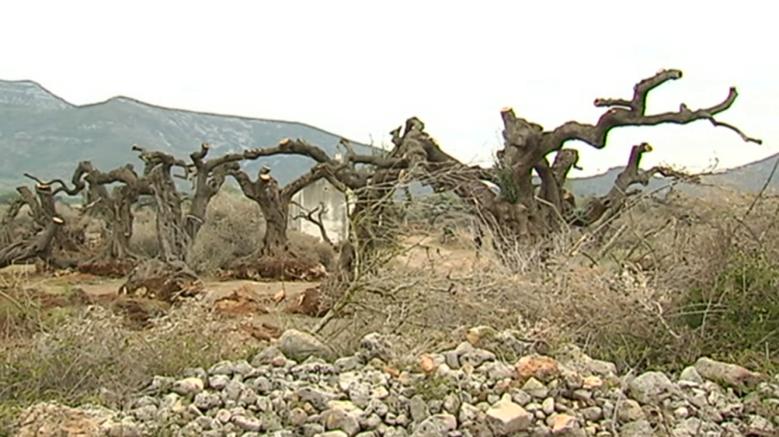 Agrosfera - 10/02/18 - ver ahora