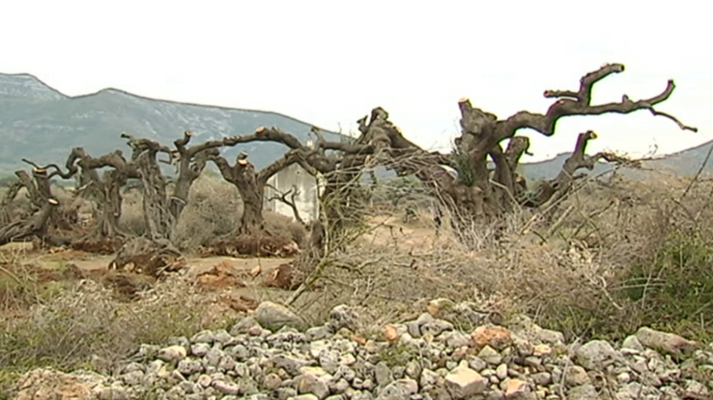 Agrosfera - Agrosfera - 10/02/18