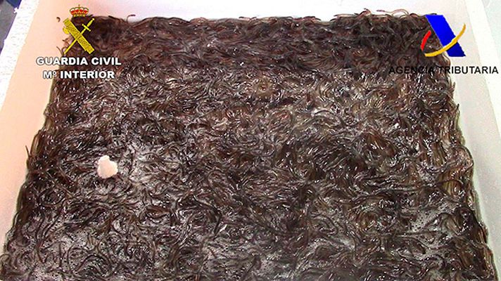 Telediario 1 - La Guardia Civil ha interceptado en el aeropuerto de Madrid 310 kilos de angulas vivas