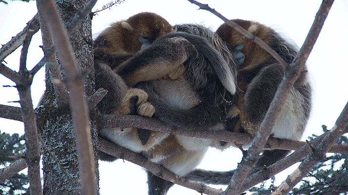 Grandes documentales - Supervivencia extrema: La vida en los extremos