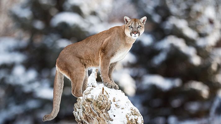 Grandes documentales - El puma norteamericano