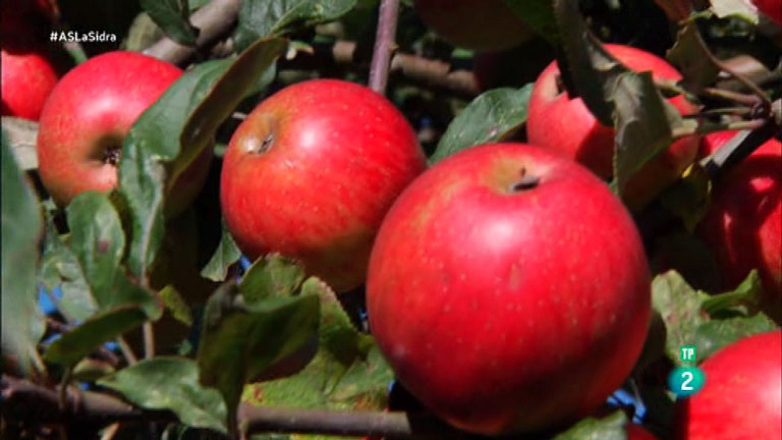 La Aventura del Saber. TVE. El minuto gastronómico: El mundo de la sidra