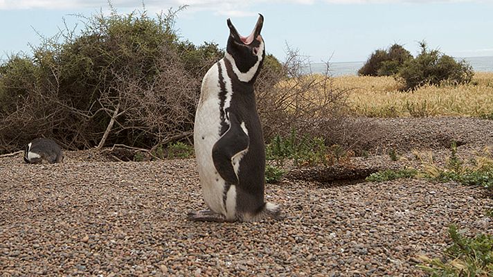 Grandes documentales - Supervivencia extrema: La llamada de la selva