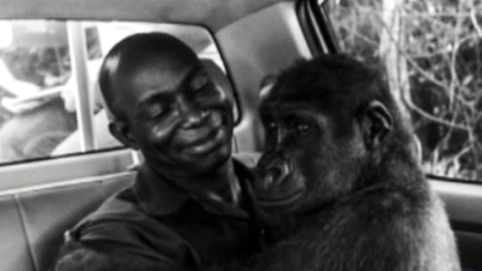 La foto de un gorila con su rescatador conquista el concurso del Museo de Ciencias Naturales de Londres