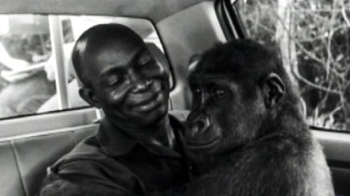 Telediario 1 - La foto de un gorila con su rescatador conquista el concurso del Museo de Ciencias Naturales de Londres