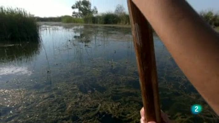 ¡Qué animal! - ¿Por qué son de color rosa los flamencos?