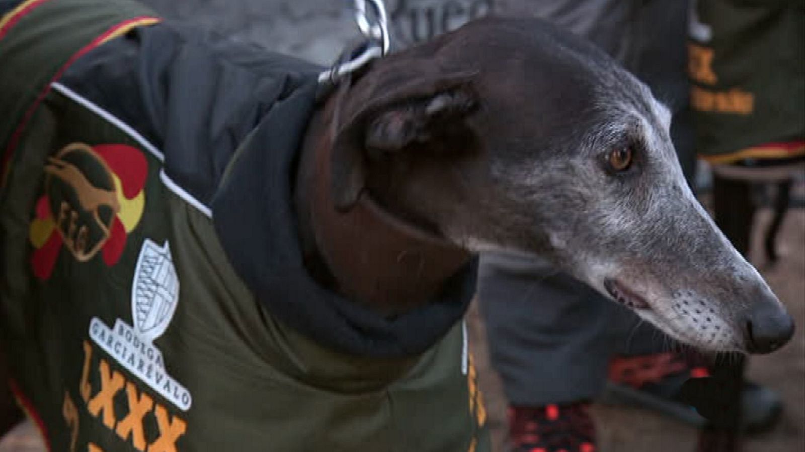 Jara y sedal - LXXX Campeonato de España de Galgos. Semifinales - ver ahora