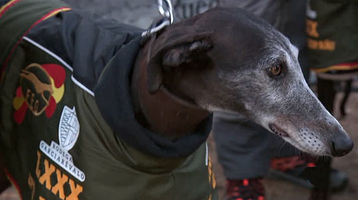 Jara y sedal - LXXX Campeonato de España de Galgos. Semifinales