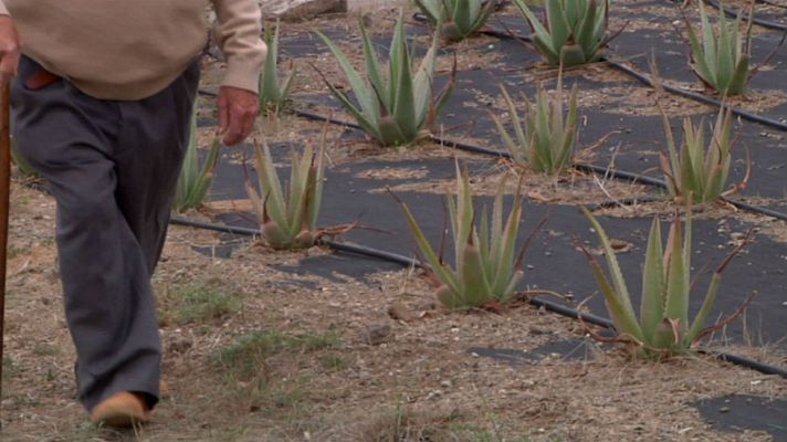 Aquí la Tierra - Aloe vera en nuestros campos