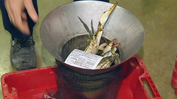 Agrosfera - Agrosfera - 17/02/18