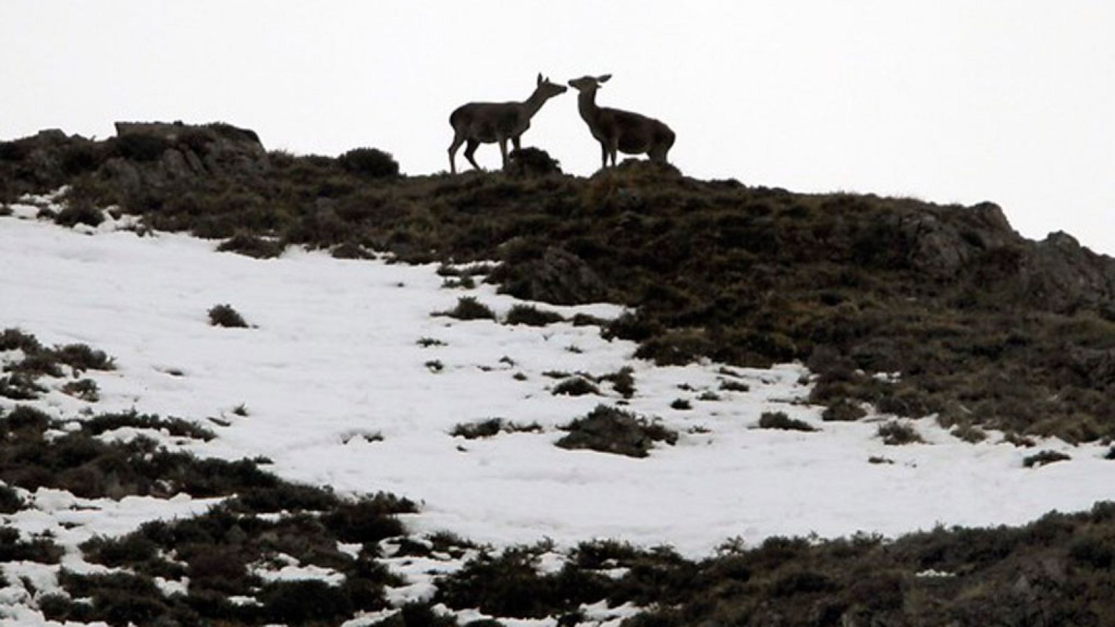 Precipitaciones que pueden ser localmente persistentes en el Cantábrico oriental y Pirineos.