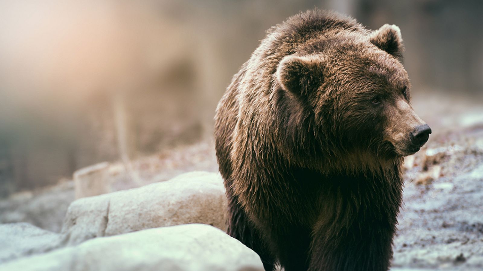 Grandes documentales - Territorio Grizzly - ver ahora