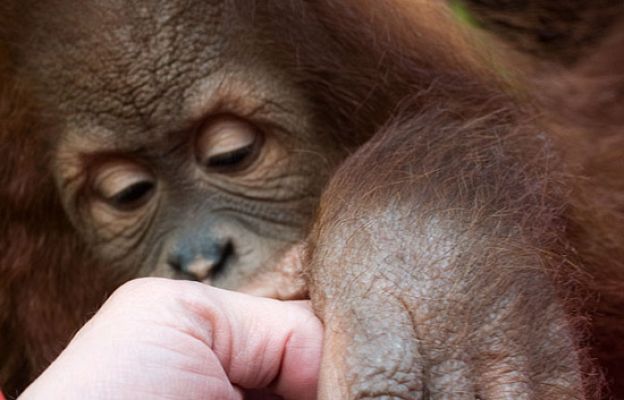 El escarabajo verde - Los mensajeros de la selva