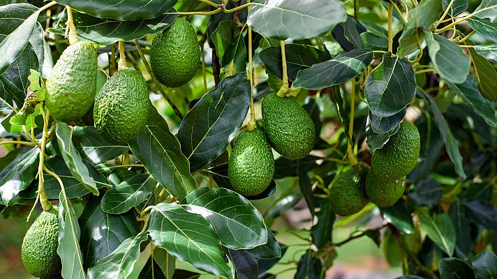 Otros documentales - Comida al descubierto: Patatas fritas de colores, aguacates