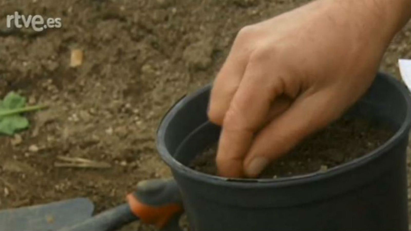 Los madrugadores de la huerta