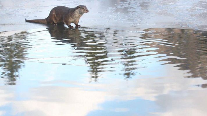 Grandes documentales - El bosque de las fantasías